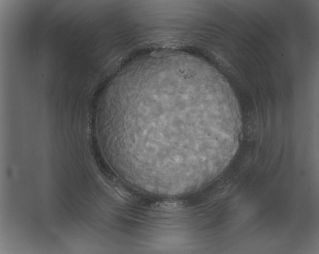 X0000067350639200604212002