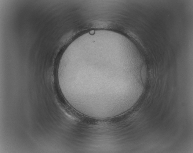 X0000067350682200604212002