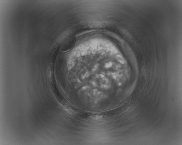 X0000067350687200604212002