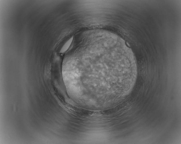 X0000067350742200604212001