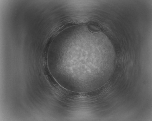 X0000067350743200604212001