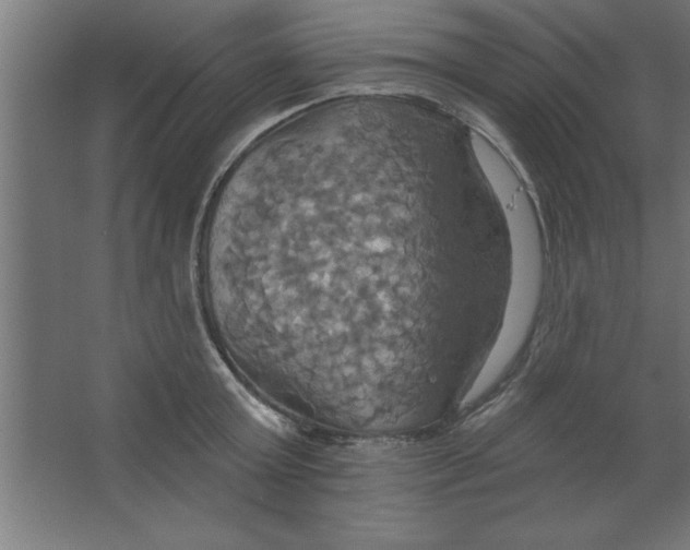 X0000067350803200604212000