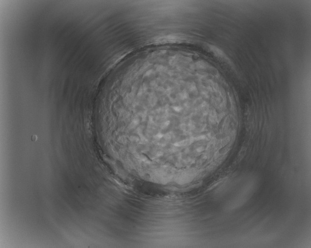 X0000067351217200604211953