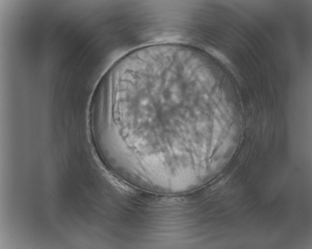 X0000067351423200604211950