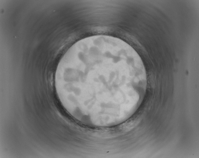 X0000067350024200604281453