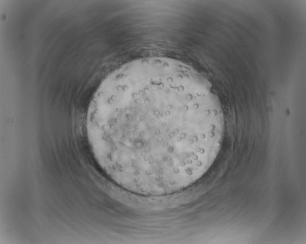 X0000067350038200604281453