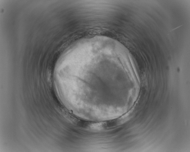 X0000067350178200604281451