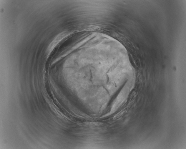 X0000067350242200604281449