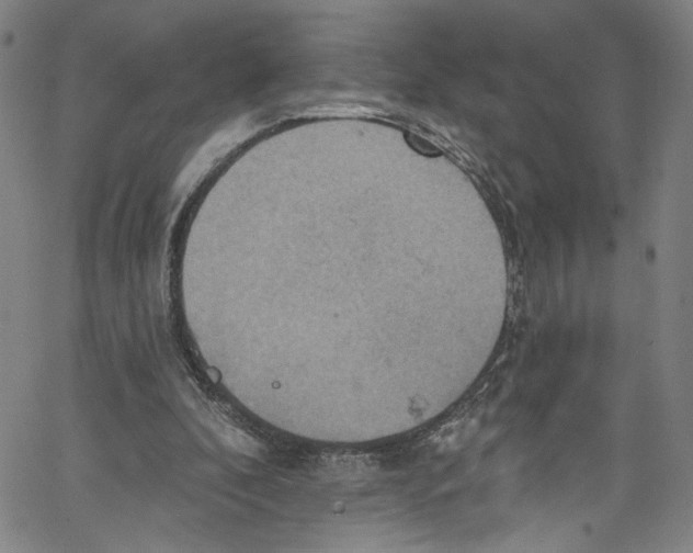 X0000067350296200604281449