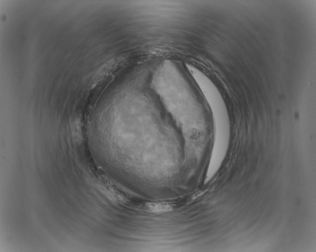 X0000067350520200604281445