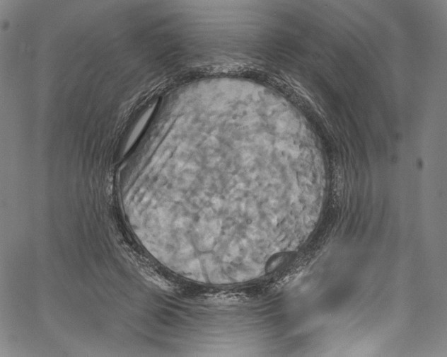 X0000067350545200604281444