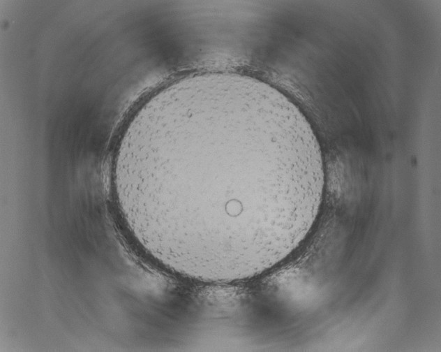 X0000067350632200604281443