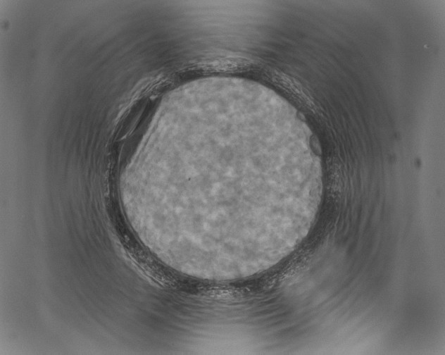 X0000067350738200604281441