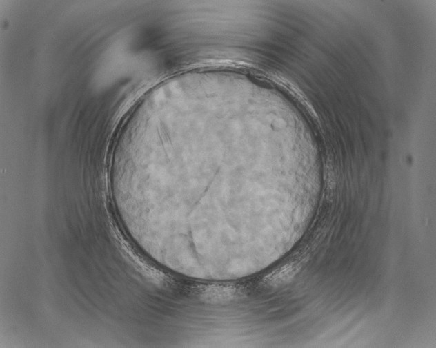 X0000067350890200604281439