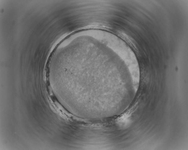 X0000067350900200604281439