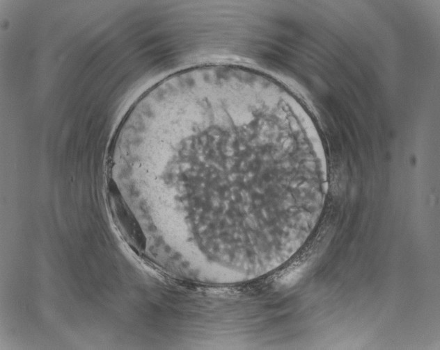 X0000067350903200604281439