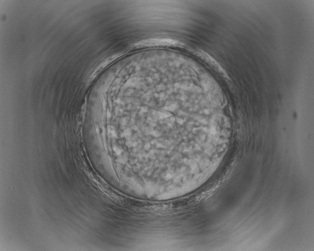 X0000067350937200604281438