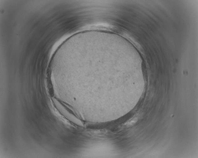 X0000067350960200604281439