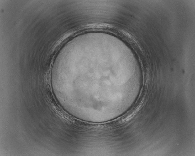 X0000067351017200604281436