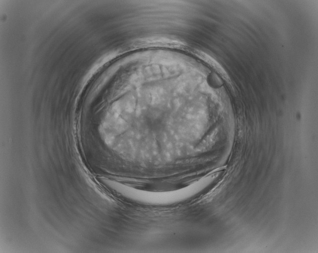 X0000067351043200604281437