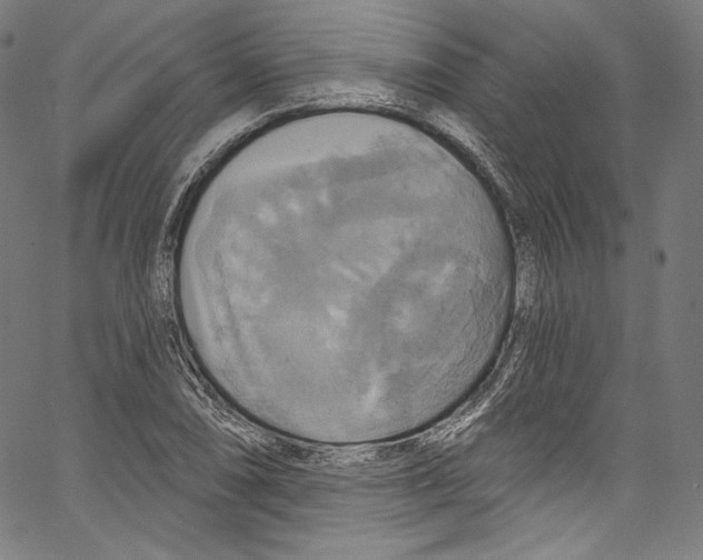 X0000067351074200604281436