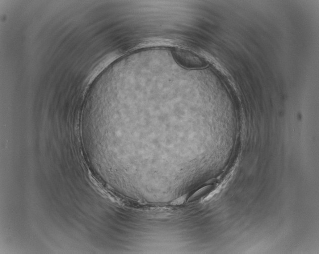 X0000067351137200604281435