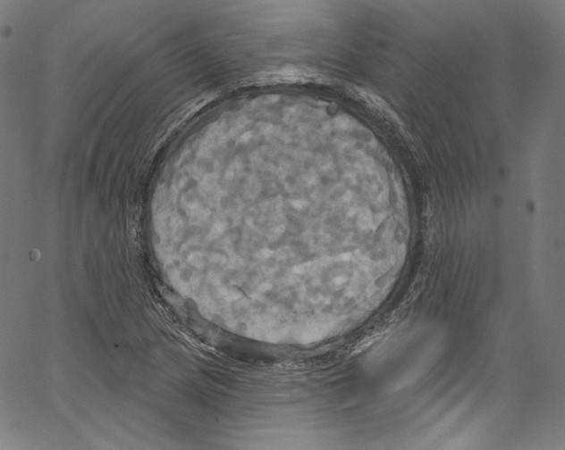 X0000067351217200604281433