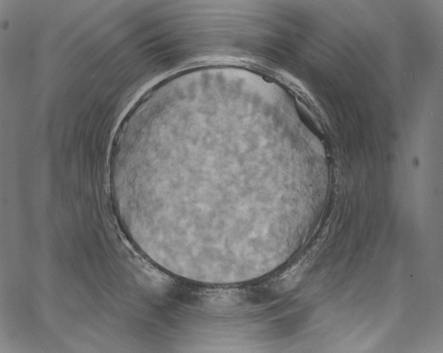 X0000067351236200604281434