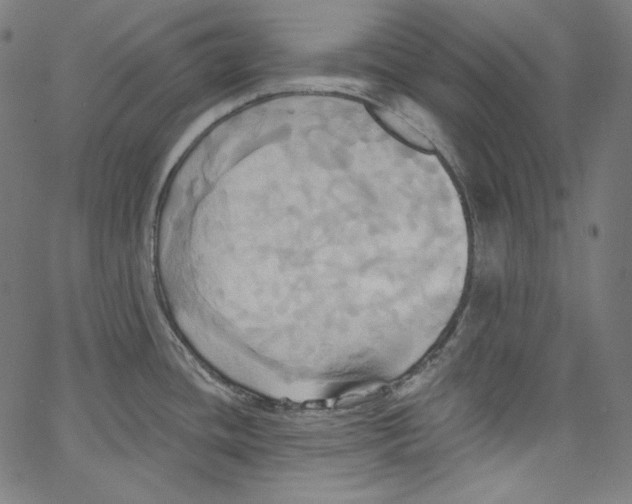 X0000067351436200604281431