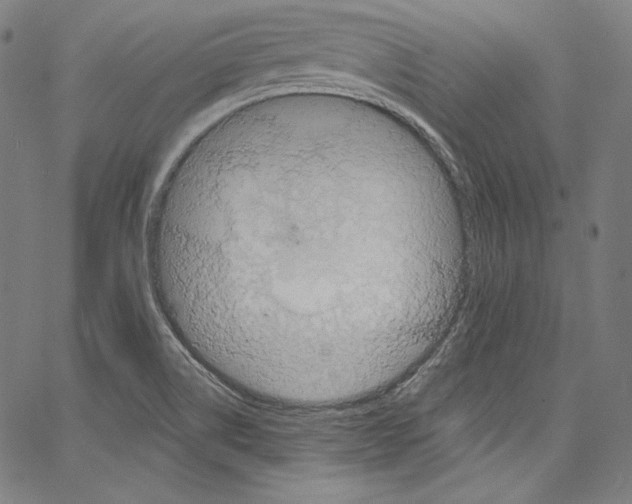 X0000067351514200604281429