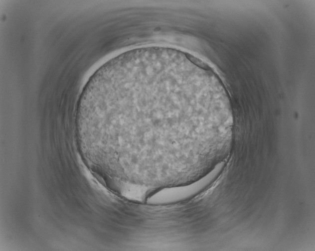 X0000067351534200604281429