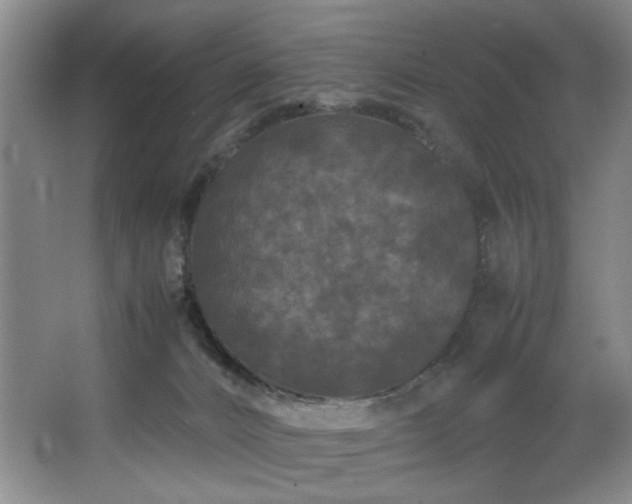 X0000067360032200603311230