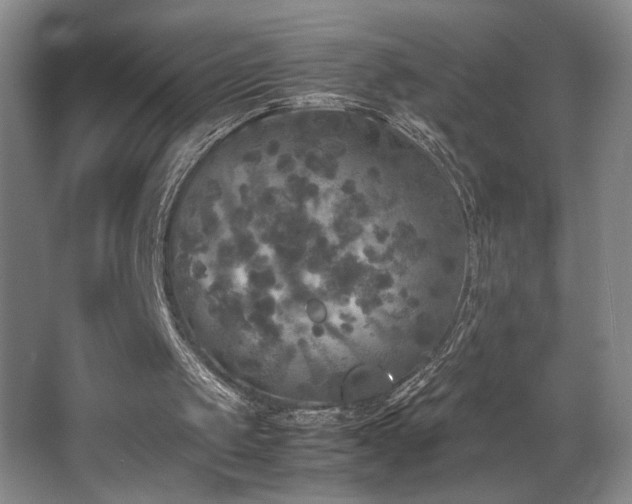 X0000067360049200603311229