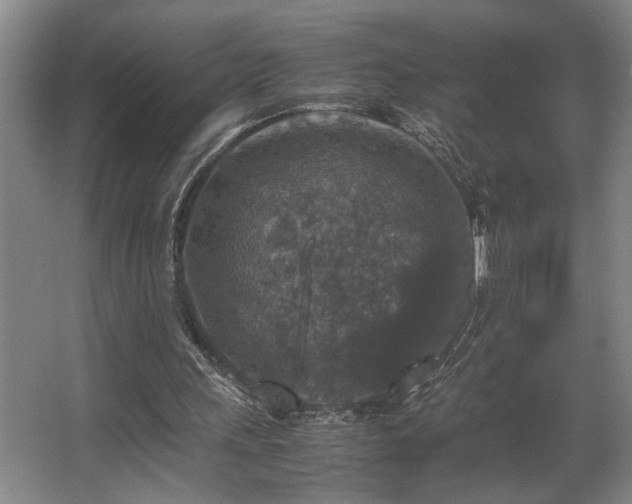 X0000067360243200603311225