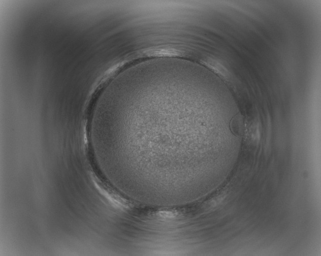 X0000067360302200603311225