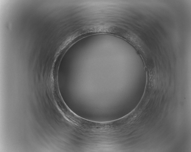 X0000067360674200603311219