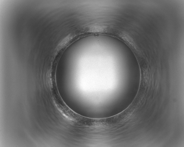 X0000067360682200603311219