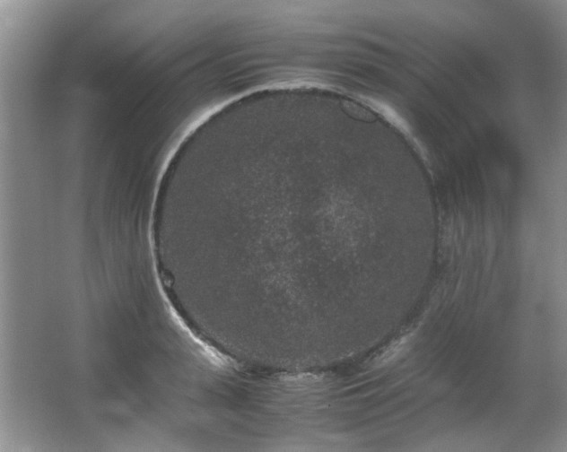 X0000067360943200603311215