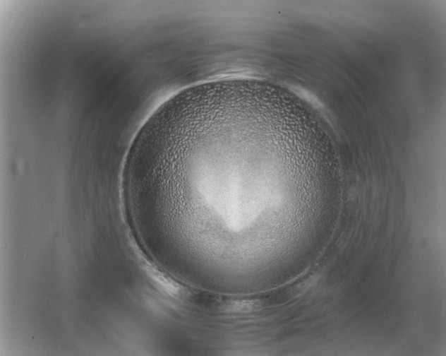 X0000067361423200603311206