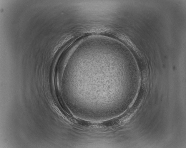 X0000067360585200604031001