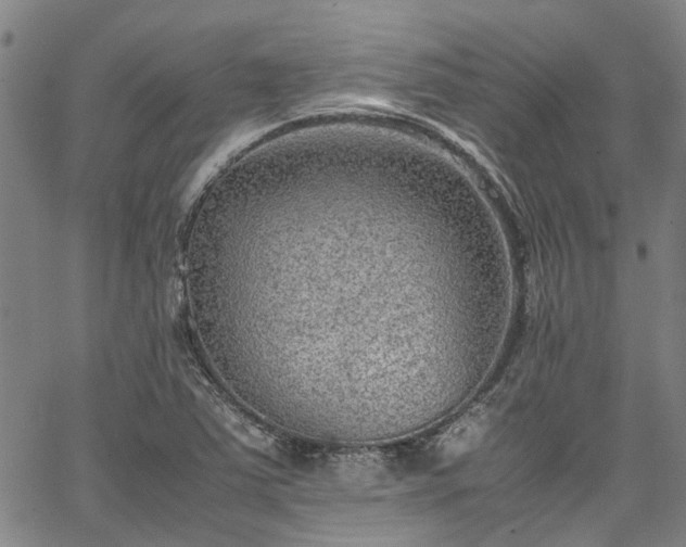 X0000067361363200604030948