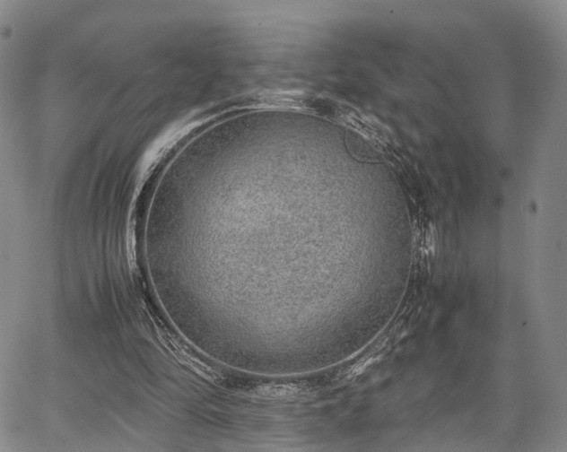 X0000067360294200604071422