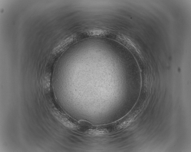 X0000067360545200604071418