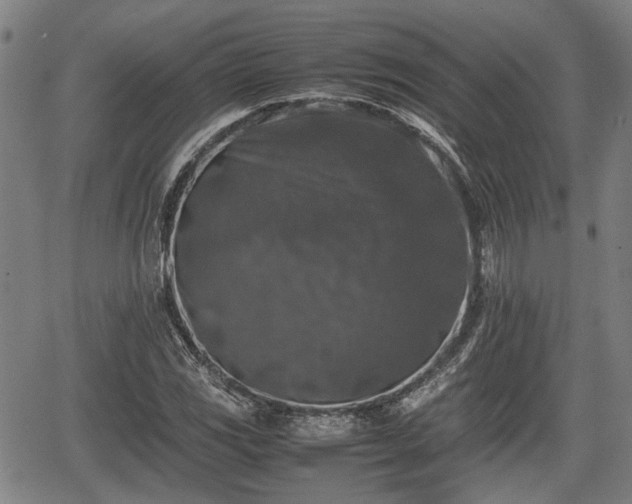 X0000067361117200604071409