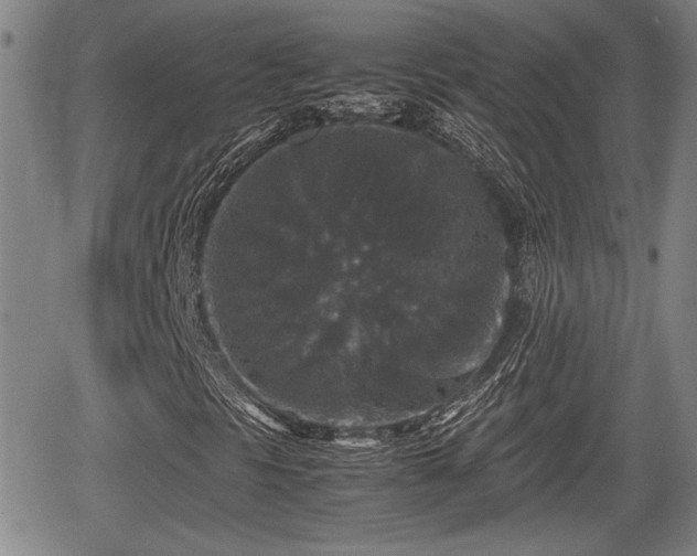 X0000067361297200604071405