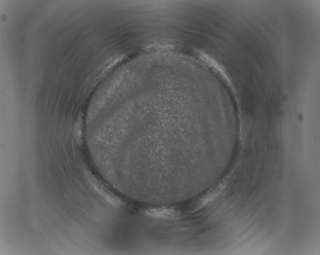 X0000067360065200604131827