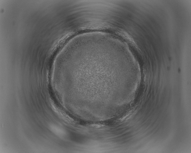 X0000067360542200604131819
