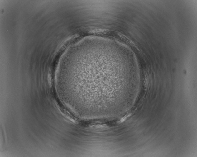X0000067360716200604131816
