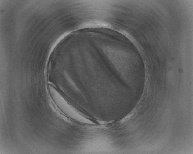 X0000067360864200604131815