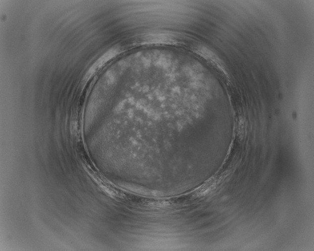 X0000067360882200604131813